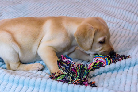 Young purebred puppy of labrador retriever playing with rope toyの写真素材