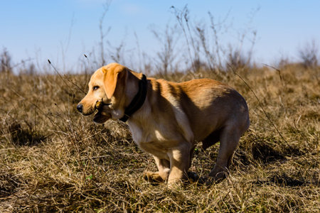 Cute young labrador retriever dog running with stick at meadow on early springの写真素材