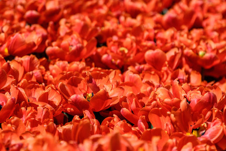 Blooming tulips in flower bed at city parkの写真素材