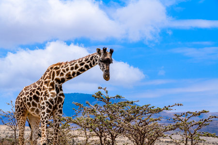 Giraffe (camelopardalis) at Serengeti national park, Tanzania. Wildlife photoの写真素材