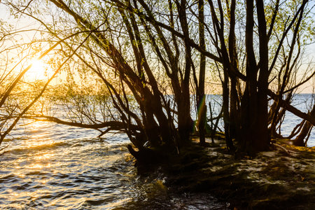 Trees growing on bank of Kremenchug reservoir. summer landscapeの写真素材