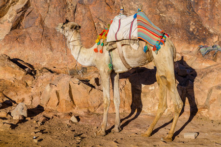 Camel at Sinai mountain at Sinai peninsula in Egyptの写真素材