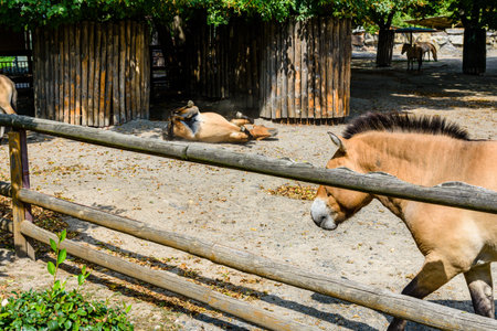 Przewalski wild horses (Equus przewalskii or Equus ferus przewalskii) or Mongolian wild horses in paddock. Endangered speciesの写真素材