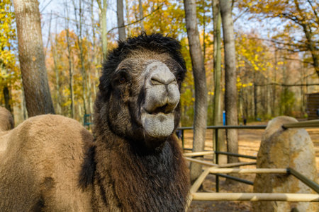 Two humped camel in paddock at farmの写真素材