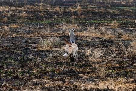 Kori bustard (Ardeotis kori) at Serengeti national park, Tanzania. Wildlife photoの写真素材