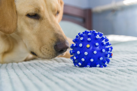 Young purebred labrador retriever dog playing with ballの写真素材