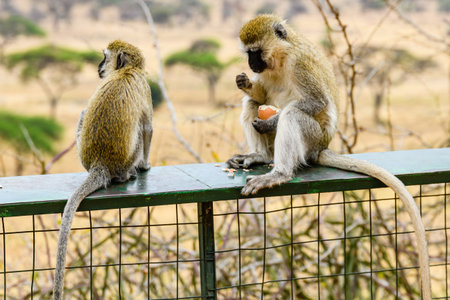 Vervet monkeys family (Chlorocebus pygerythrus) at Serengeti national park, Tanzaniaの写真素材