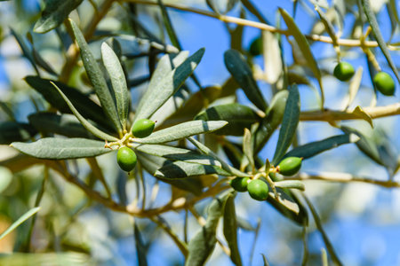 Green olive fruits on tree in a gardenの写真素材