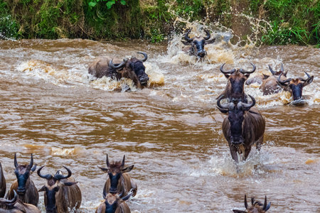 Wildebeests (Connochaetes) crossing Mara river at Serengeti national park, Tanzania. Great migration. Wildlife photoの写真素材