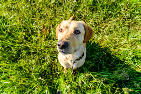 Cute young labrador retriever dog at meadowの写真素材