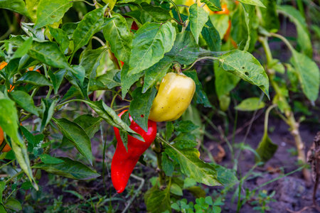 Bell pepper plants growing in a gardenの写真素材