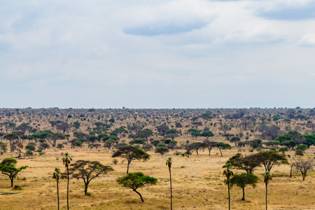 Landscape at Serengeti national park, Tanzania. Wildlife photoの写真素材