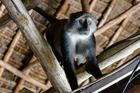 Colobus monkey under the roof of building at Jozani forest. Zanzibar, Tanzania