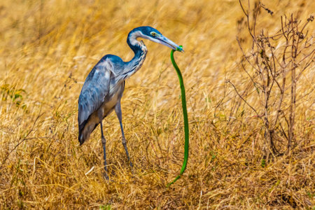 Black-headed heron (Ardea melanocephala) caught a snake in Ngorongoro Crater National Park, Tanzaniaの写真素材