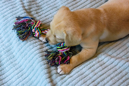 Young purebred puppy of labrador retriever playing with rope toy