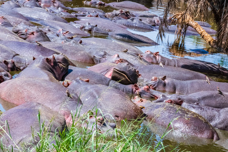 Hippos (hippopotamus amphibius) in pond at Serengeti national park, Tanzania. Wildlife photoの写真素材