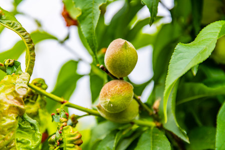 Unripe peach fruits on branch of treeの写真素材