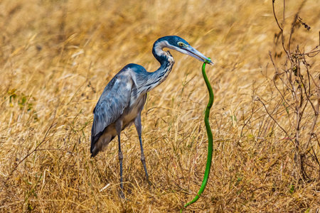Black-headed heron (Ardea melanocephala) caught snake in Ngorongoro Crater, Tanzaniaの写真素材