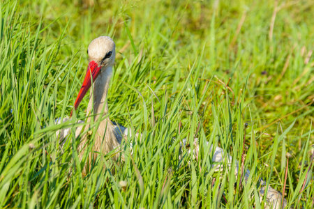 White stork (Ciconia ciconia) in high grass at green meadow near river Dnieperの写真素材