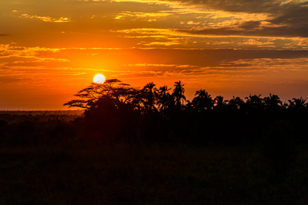 Landscape at Serengeti national park at sunset, Tanzaniaの写真素材