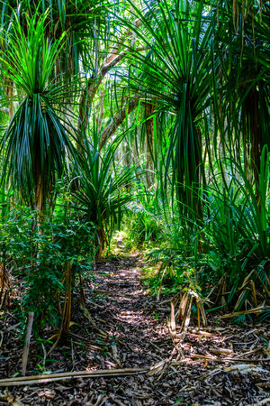 African tropical rainforest. Jozani forest at Zanzibar, Tanzaniaの写真素材