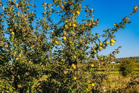 Ripe apples on branches of apple treeの写真素材