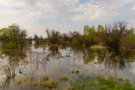 Flooded area near Dnieper River in springの写真素材
