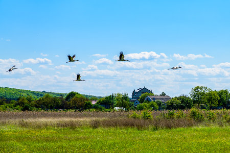 White storks (Ciconia ciconia) flying in the skyの写真素材