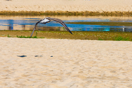 Gray sea gull flying above the seaの写真素材