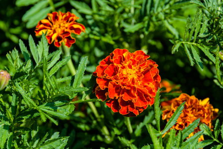 Aztec marigold or Mexican marigold (Tagetes erecta) flowers on flowerbedの写真素材