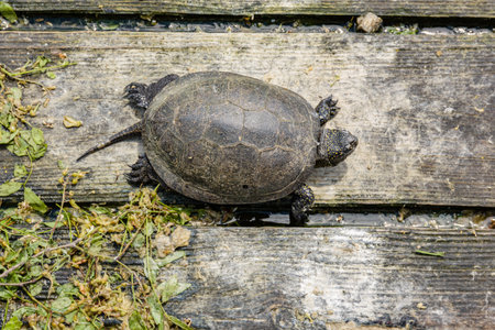 Turtles on a bank of small pondの写真素材