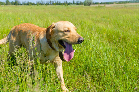 Cute young labrador retriever dog at meadowの写真素材