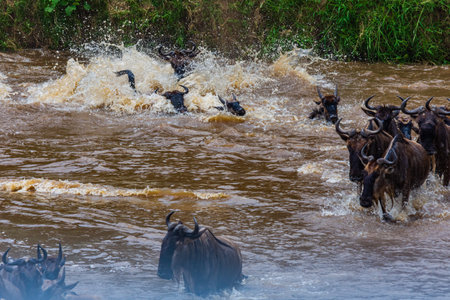 Wildebeests (Connochaetes) crossing Mara river at Serengeti national park, Tanzania. Great migration. Wildlife photoの写真素材
