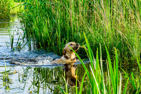 Cute young labrador retriever dog in marshの写真素材