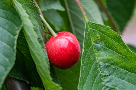 Ripe sweet cherry berries on branch of treeの写真素材