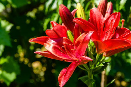 Blooming red lily (lilium) on flowerbed at summerの写真素材
