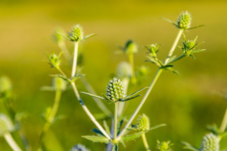 Sea holly plant (eryngium) growing on meadowの写真素材