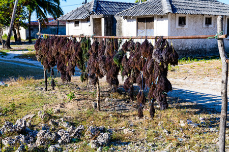 Seaweed drying at seaweed farm at Zanzibar islandの写真素材
