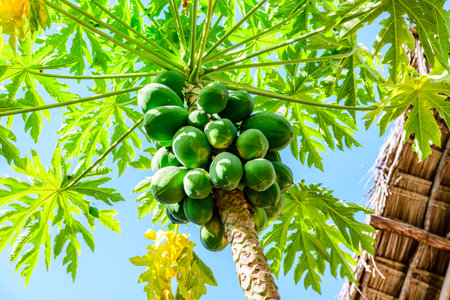 Coconut fruits on coconut palm tree. Tropical vegetationの写真素材