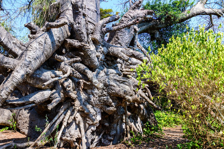 Root of african baobab tree (adansonia digitata)の写真素材
