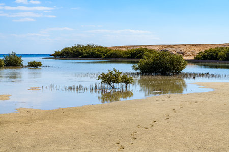 Mangrove trees in Ras Mohammed national park. Sinai peninsula, Egyptの写真素材