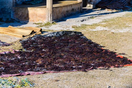 Seaweed drying at seaweed farm at Zanzibar islandの写真素材