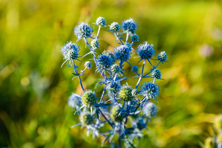 Sea holly plant (eryngium) growing on meadowの写真素材