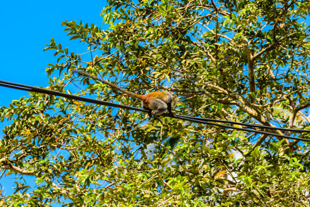 Colobus monkey running on wire cable at the Jozani forest. Zanzibar, Tanzaniaの写真素材