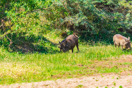 Common warthogs (Phacochoerus africanus) in Lake Manyara national park, Tanzania. Wildlife photoの写真素材