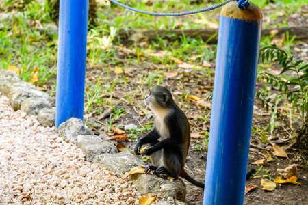 Colobus monkey at the Jozani forest. Zanzibar, Tanzaniaの写真素材