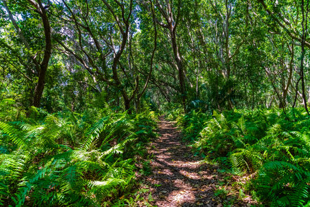 African tropical rainforest. Jozani forest at Zanzibar, Tanzania. Footpath in forestの写真素材