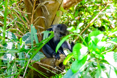 Colobus monkey at the Jozani forest. Zanzibar, Tanzaniaの写真素材