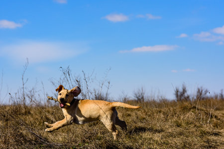 Cute young labrador retriever dog running with stick at meadow on early springの写真素材