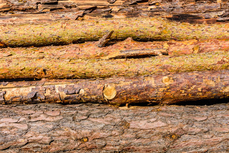 Background of many tree logs. Wooden patternの写真素材
